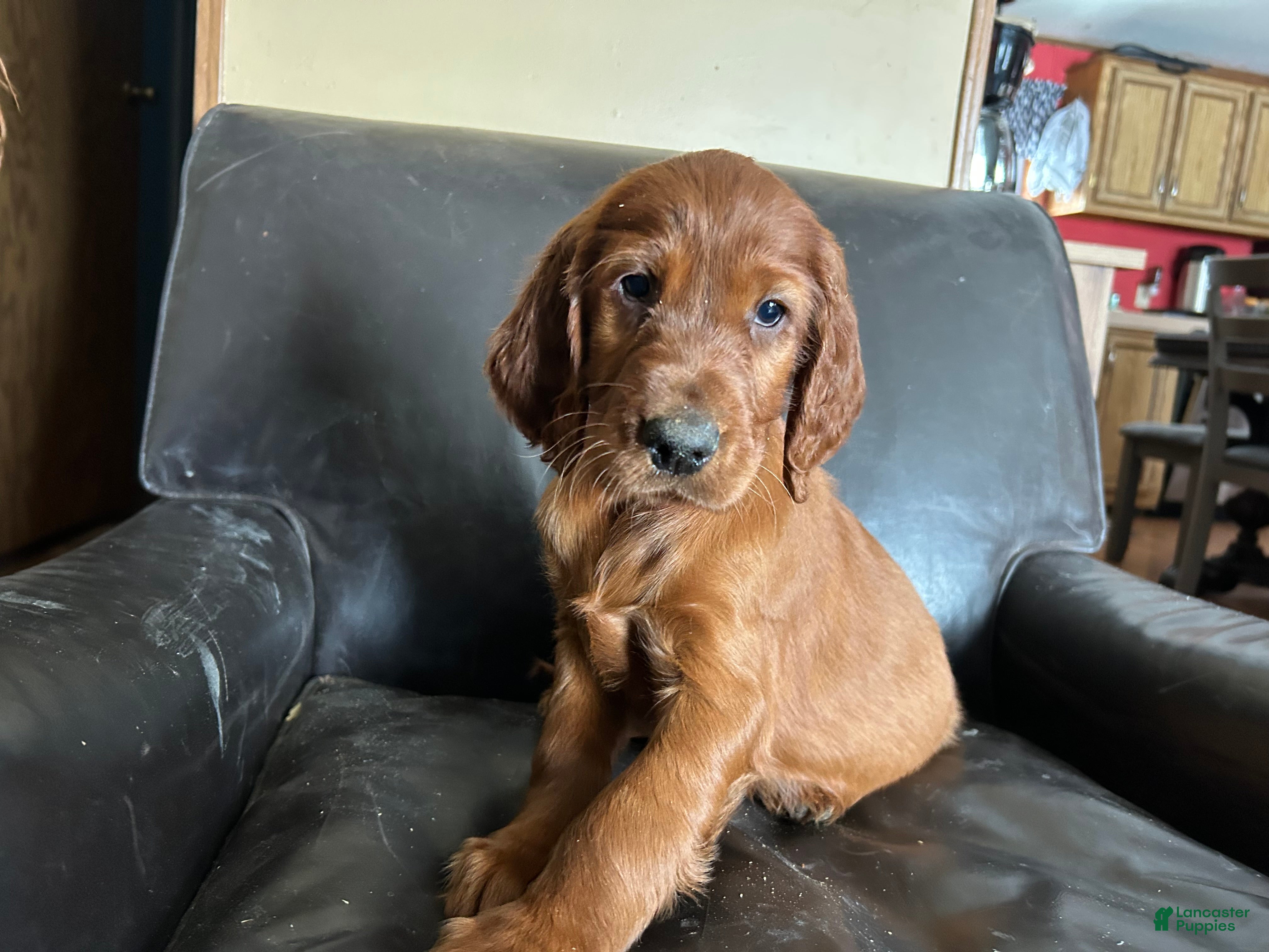 Irish Setter dogs Irish Setter female red collar  - Ad 24