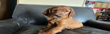 Irish Setter female red collar 