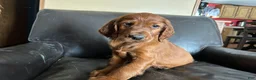 Irish Setter dogs for sale: Irish Setter female red collar  - Ad 1
