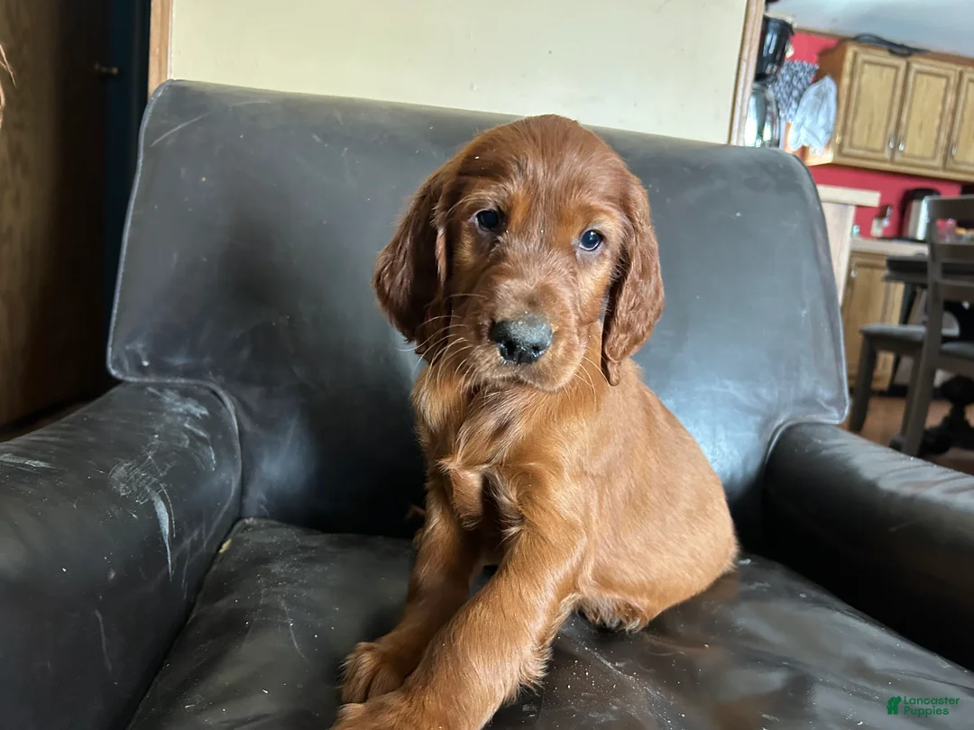 Irish Setter dogs for sale: Irish Setter female red collar  - Ad 1
