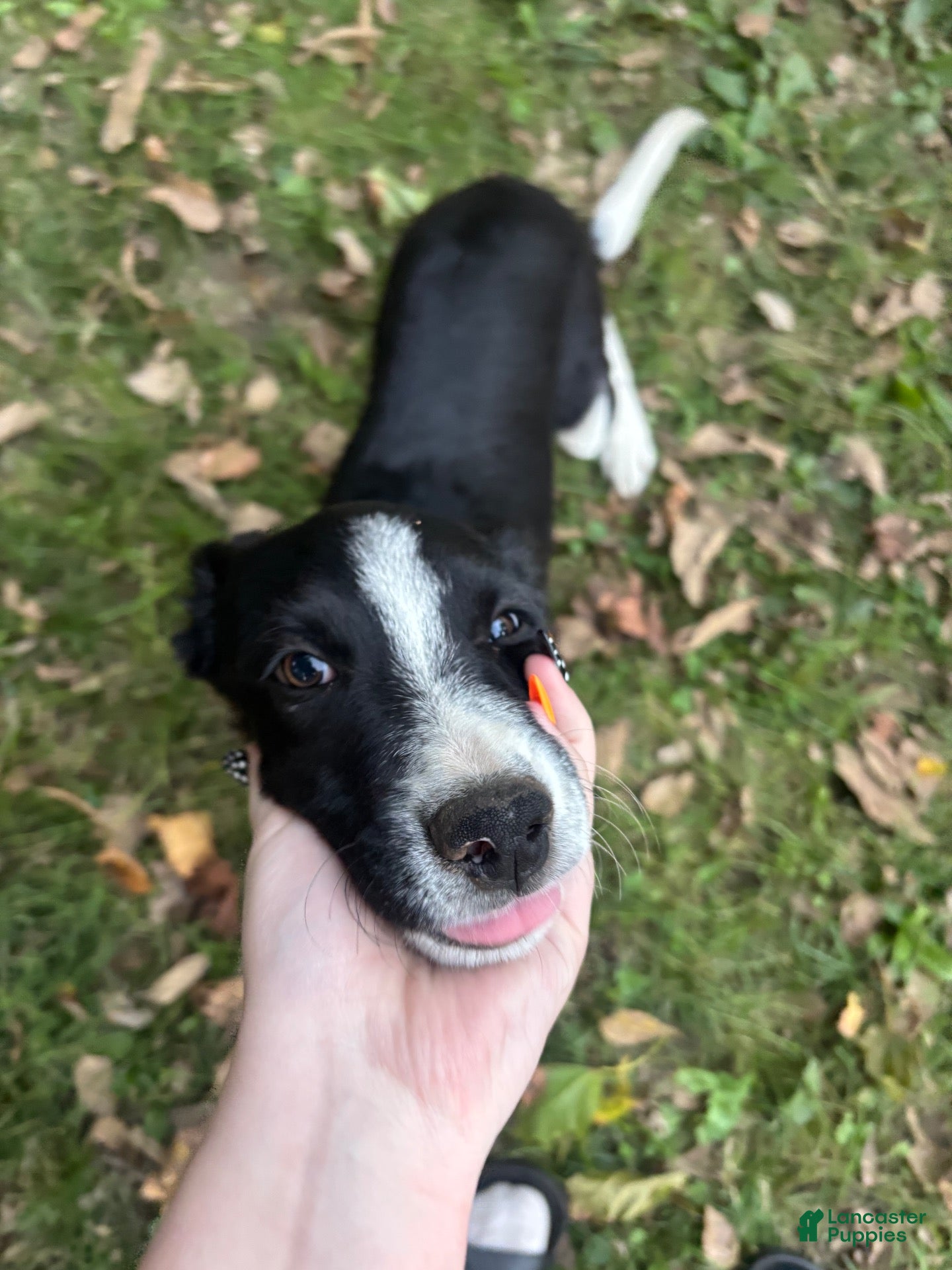 Australian Shepherd dogs Banjo - Ad 41