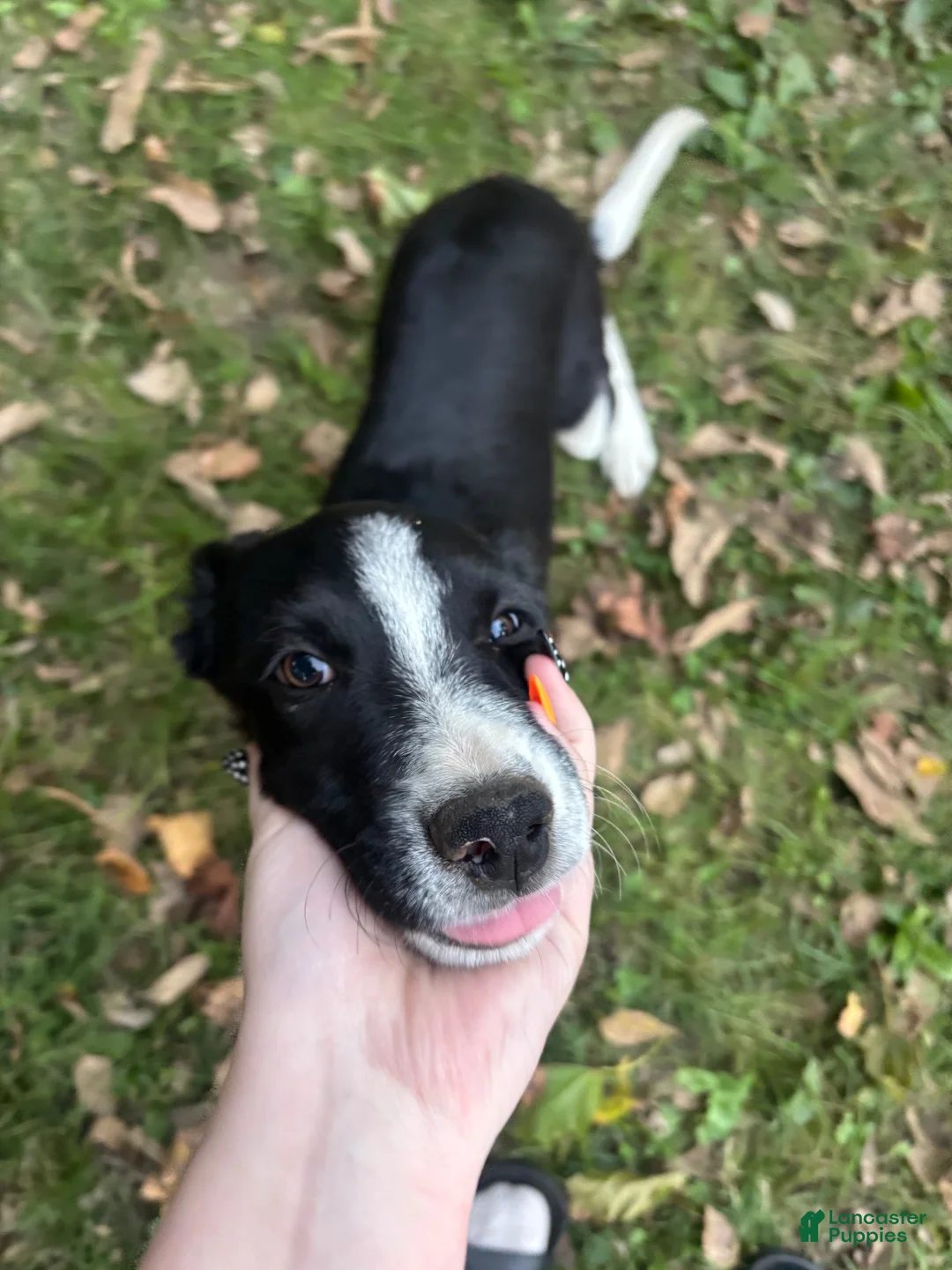 Australian Shepherd dogs for sale: Banjo - Ad 1