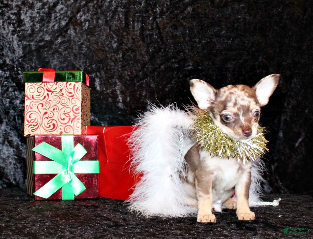 Chihuahua dogs for sale: Upton - Ad 1