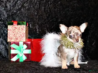 Chihuahua dogs Upton - Ad 20