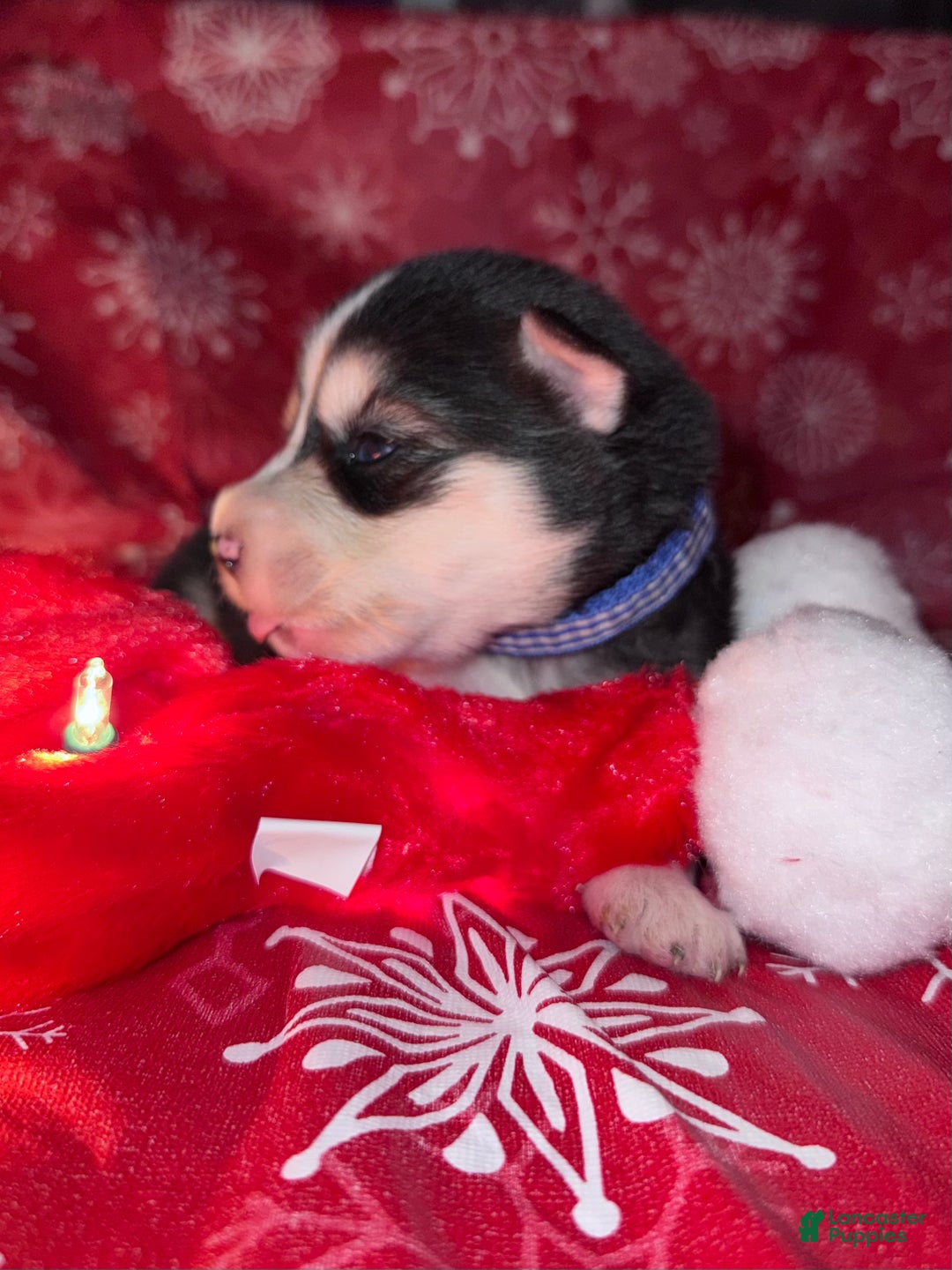 Siberian Husky dogs for sale: BLUE - Ad 1