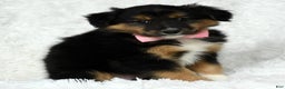 Australian Shepherd dogs for sale: Nellie - Ad 7