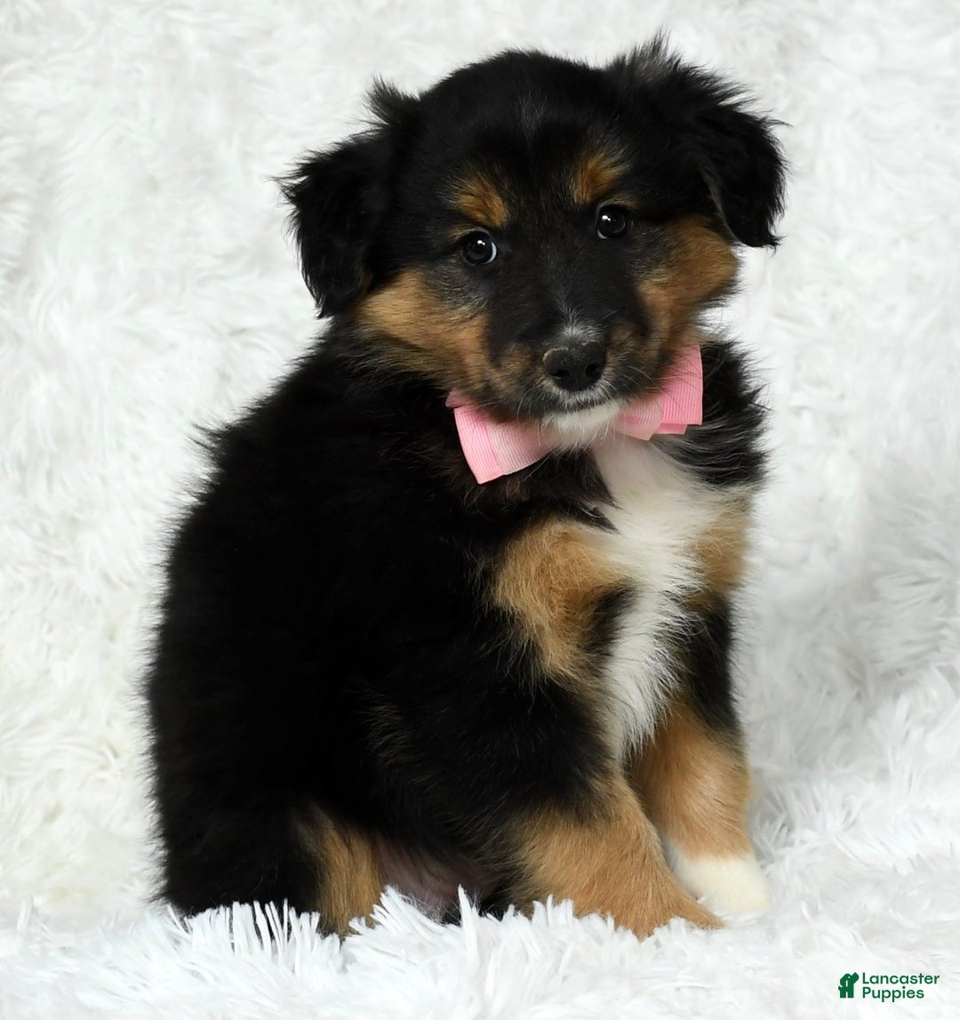 Australian Shepherd dogs for sale: Nellie - Ad 7