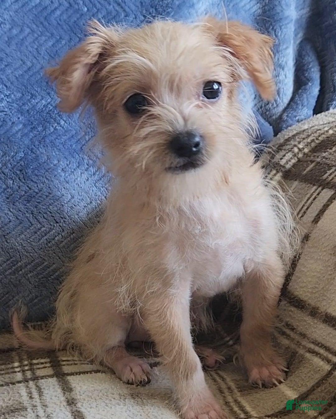 Mixed Breed dogs for sale: Maddie - Ad 1