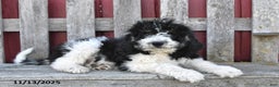 Bernedoodle dogs for sale: Sally - Ad 3