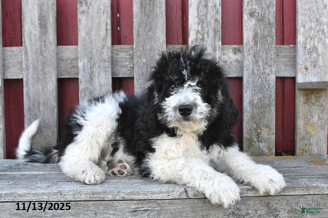 Bernedoodle dogs for sale: Sally - Ad 3