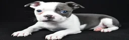 Boston Terrier dogs for sale: Pearl - Ad 7