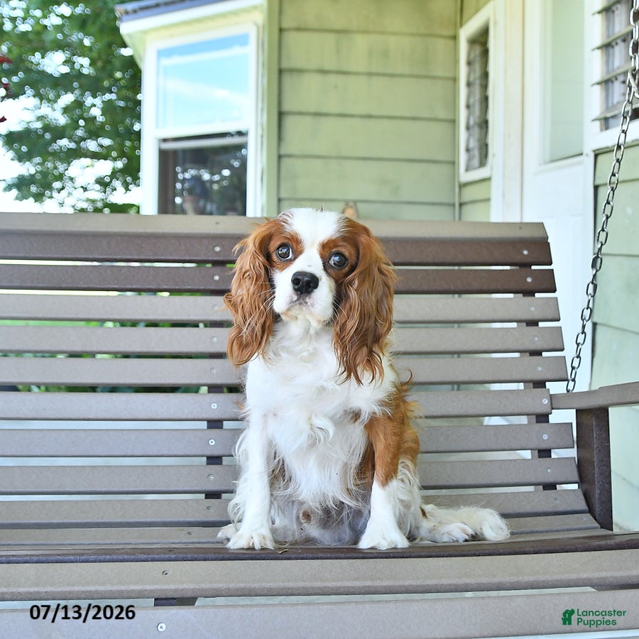 Cavalier King Charles Spaniel dogs Patrick - Ad 1