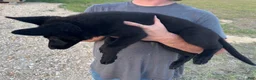 German Shepherd dogs for sale: Gina - Ad 6