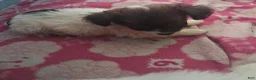 Mixed Breed dogs for sale:  Chipoo1 - Ad 8