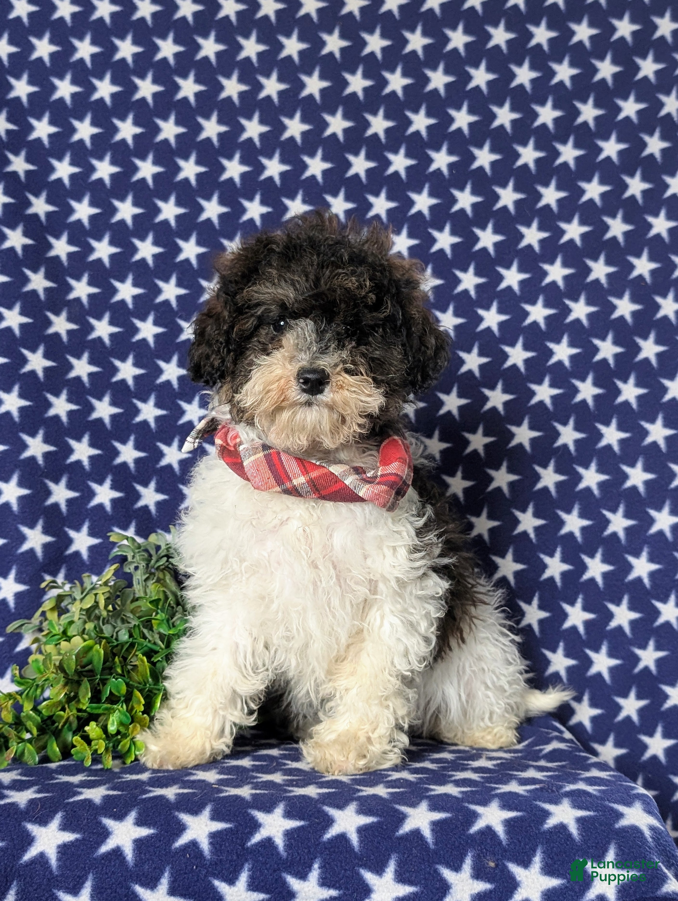 Miniature Poodle dogs for sale: Claude 9 lbs Full Grown - Ad 1
