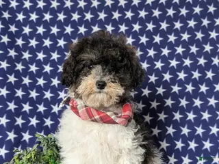 Miniature Poodle dogs for sale: Claude 9 lbs Full Grown - Ad 1