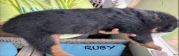 Rottweiler dogs for sale: Ruby - Ad 8