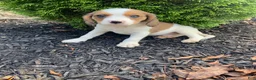 Mixed Breed dogs for sale: Skippy - Ad 3