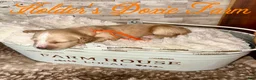 Miniature Dachshund dogs for sale: Happy - Ad 4