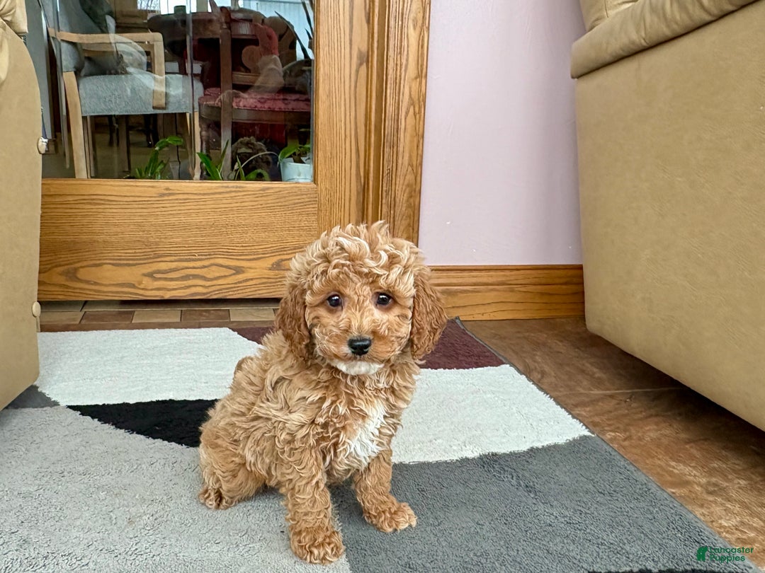 Cavapoo dogs for sale: Cavapoo male Puppy 1 - Ad 1