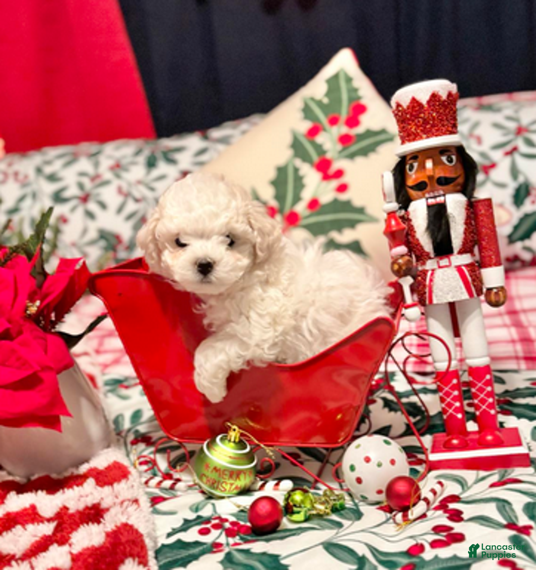 Bichon Frise dogs for sale: Paul - Ad 1