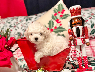 Bichon Frise dogs Paul - Ad 2