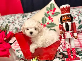 Bichon Frise dogs Paul - Ad 3