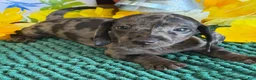 Miniature Dachshund dogs for sale: Speckles Wire - Ad 3