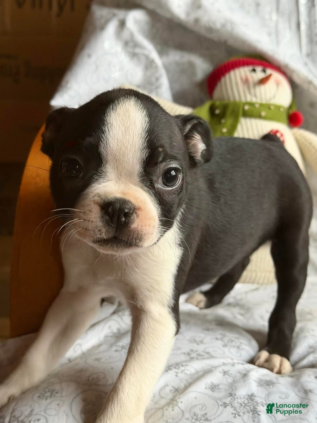 Boston Terrier dogs for sale: Maddie - Ad 3