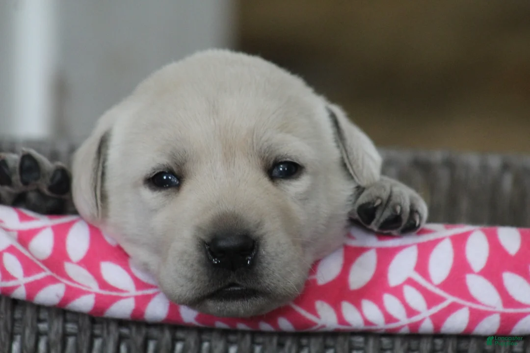 Labrador Retriever dogs for sale: Labrador Retriever Puppy 1 - Ad 5