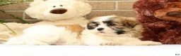 Malshi dogs for sale: Bradley - Ad 6