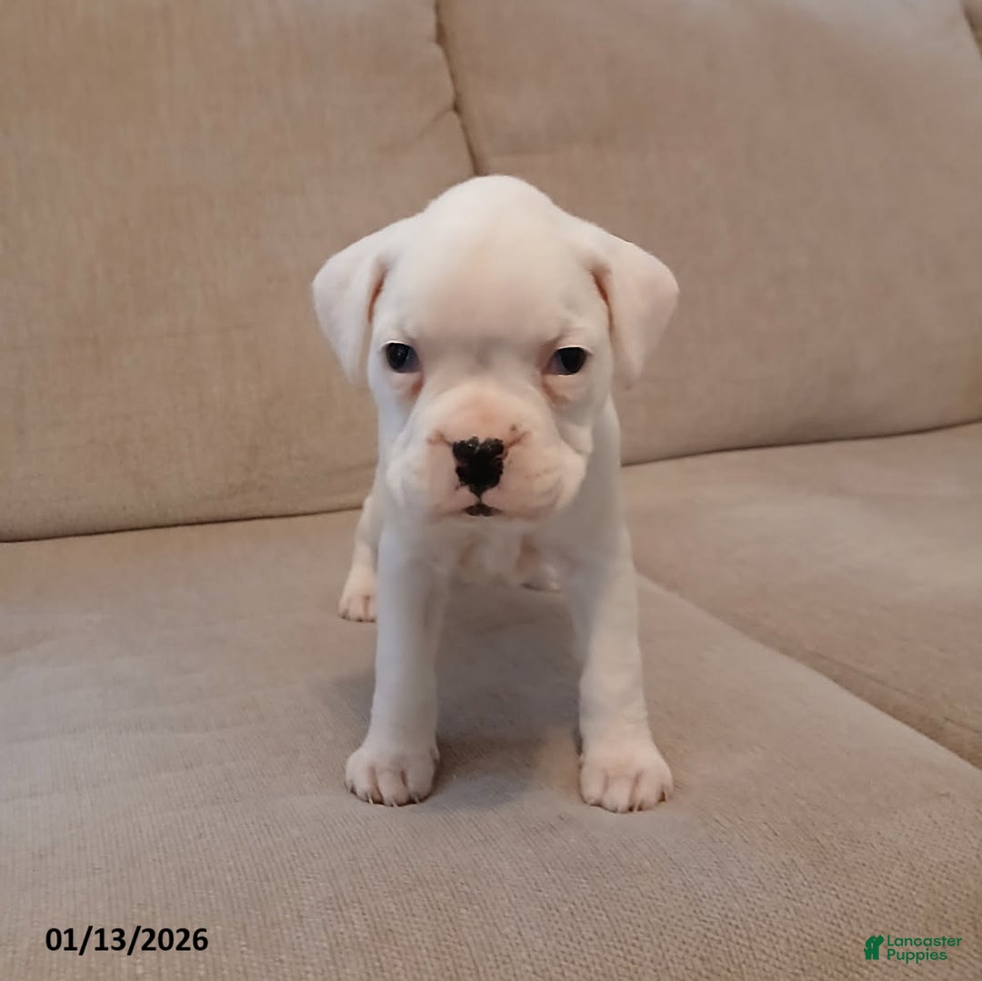 Boxer dogs for sale: Snowy - Ad 2