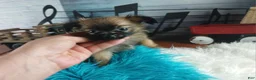 Chihuahua dogs for sale: Micro teacup long hair chihuahua.  Hand Delivery  - Ad 4