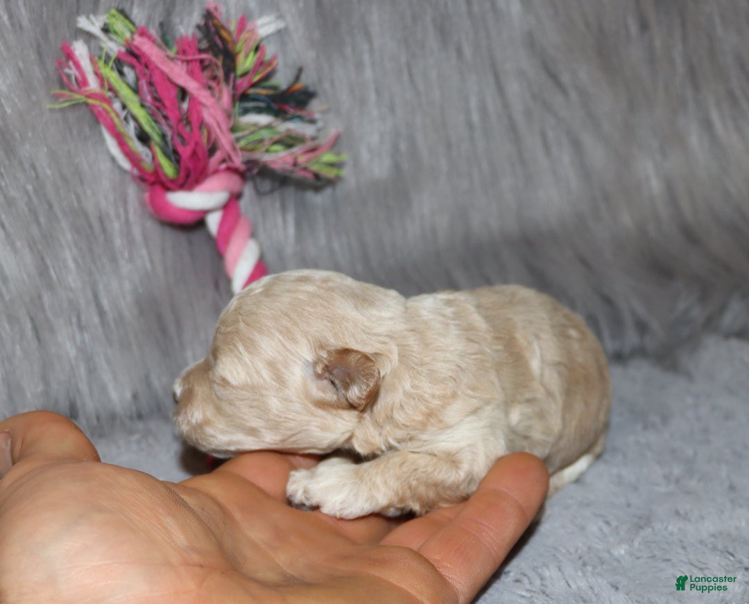 Havapoo dogs for sale: Annabelle Toy/M.👨‍👨‍👦‍👦💞🐕 - Ad 21