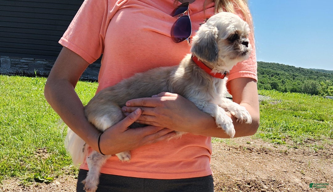 Shih Tzu dogs for sale: Koda - Ad 6