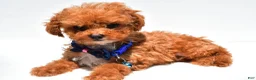 Toy Poodle dogs for sale: Issac - Ad 5