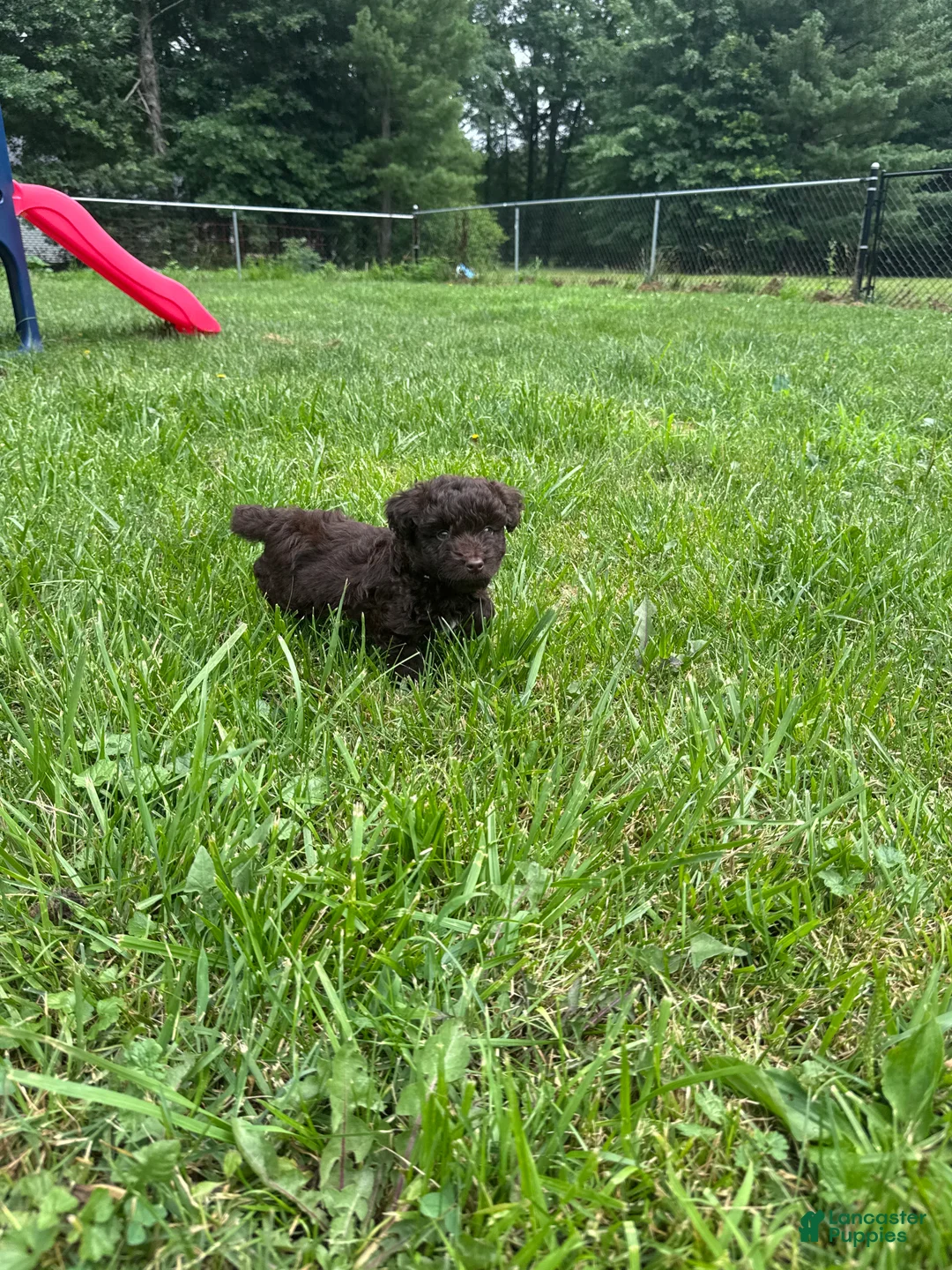Mini Aussiedoodle dogs for sale: Mini Aussiedoodle Puppy 1 - Ad 14
