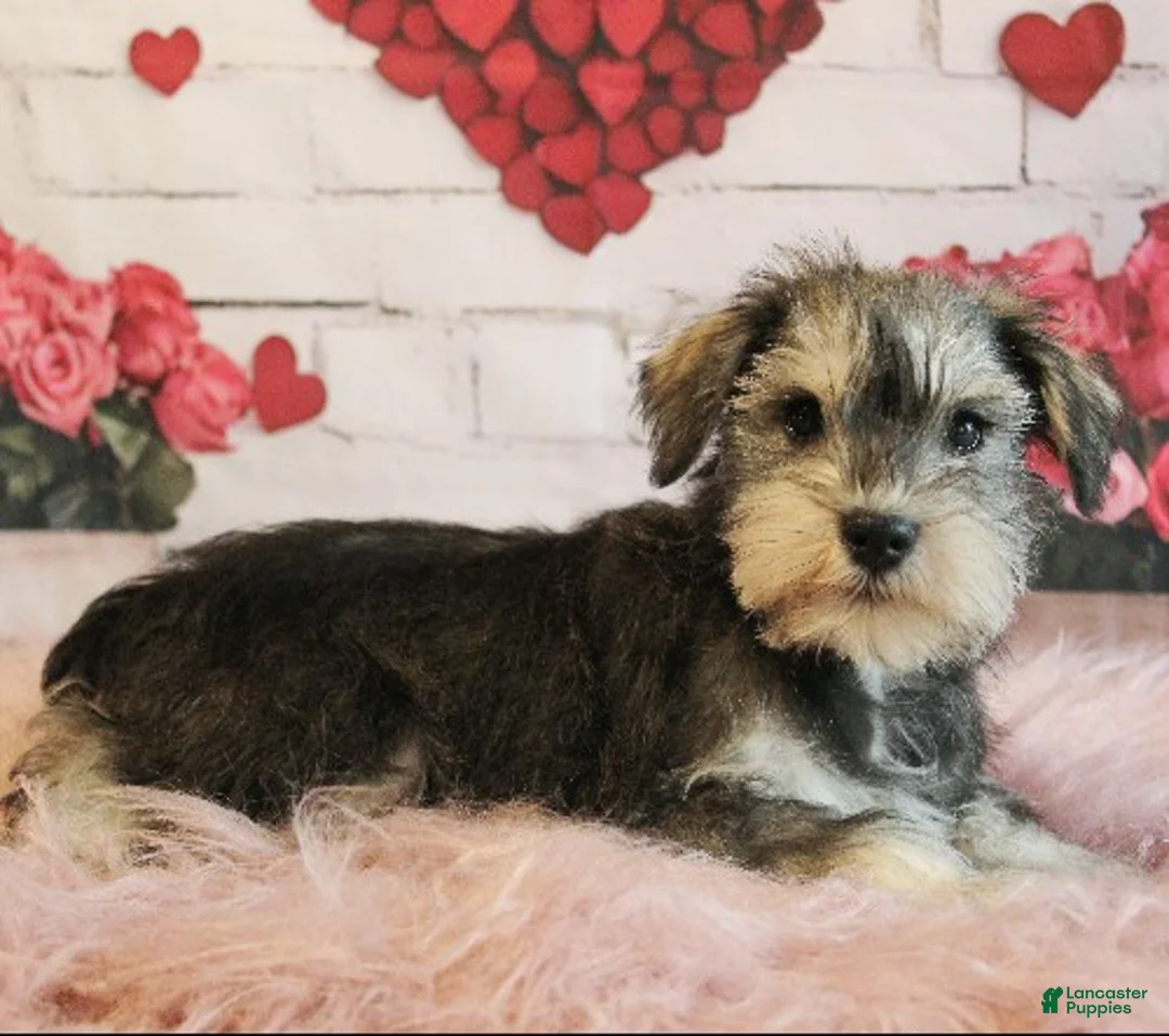 Miniature Schnauzer dogs for sale: Titus - Ad 2