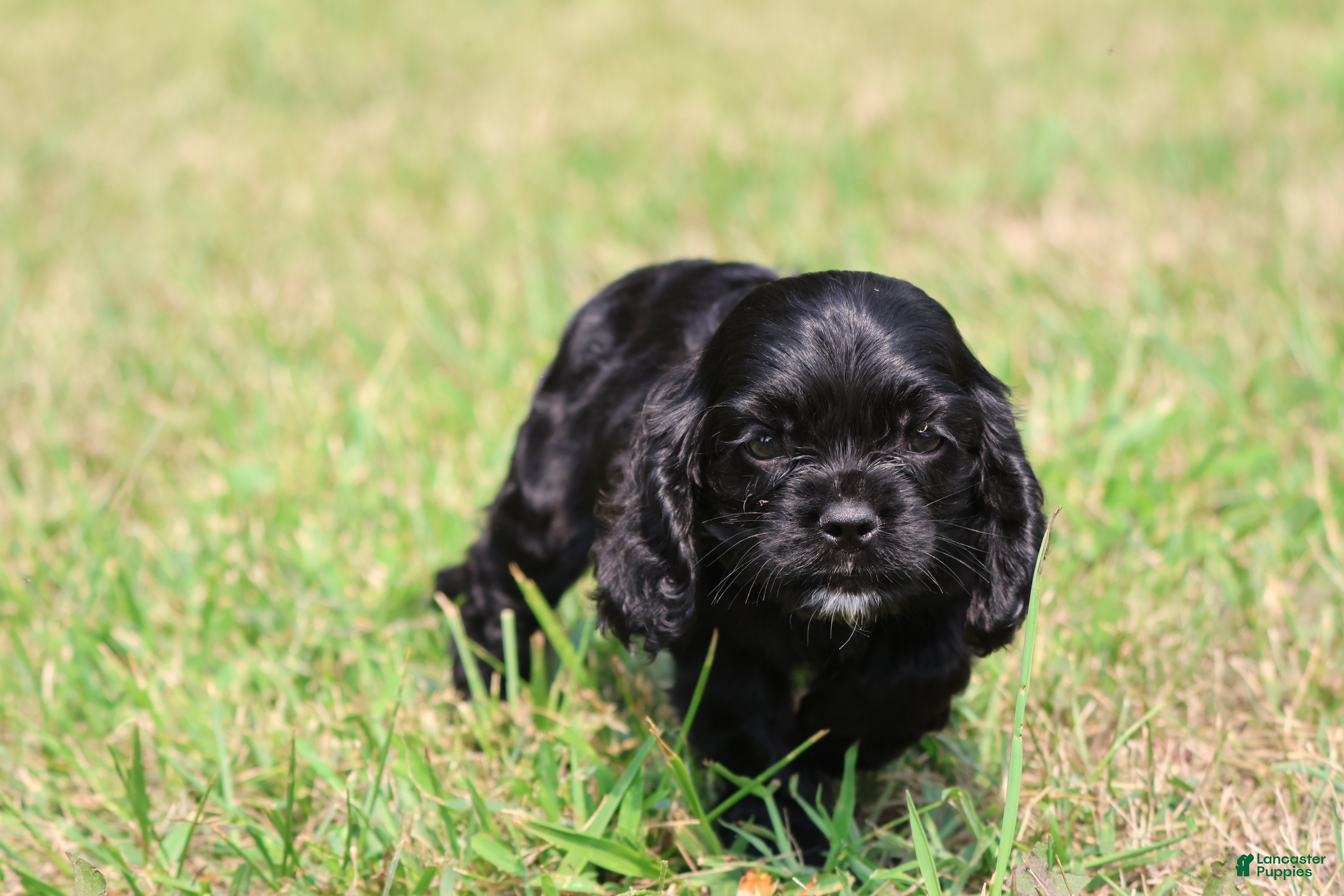 Mixed Breed dogs Dream - Ad 2