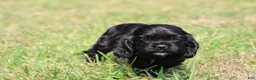 Mixed Breed dogs for sale: Dream - Ad 2
