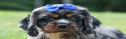 Cocker Spaniel dogs for sale: Dakota 🐶💙 - Ad 4