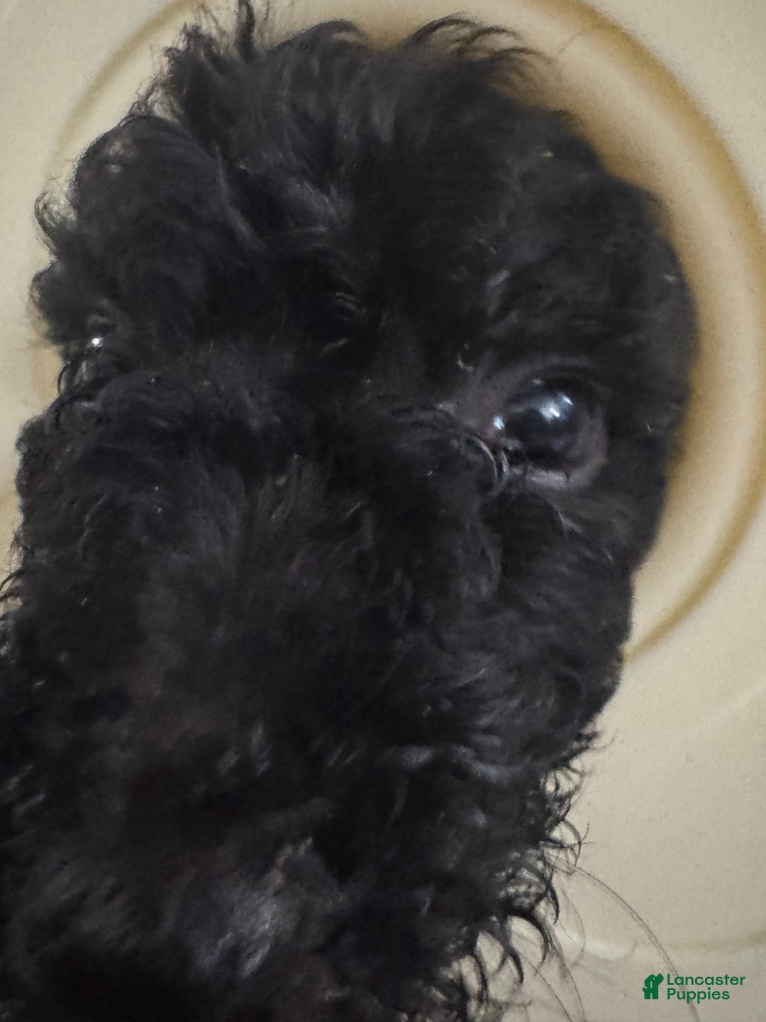 Standard Poodle dogs for sale: Standard Poodle Puppy 5 - Ad 13
