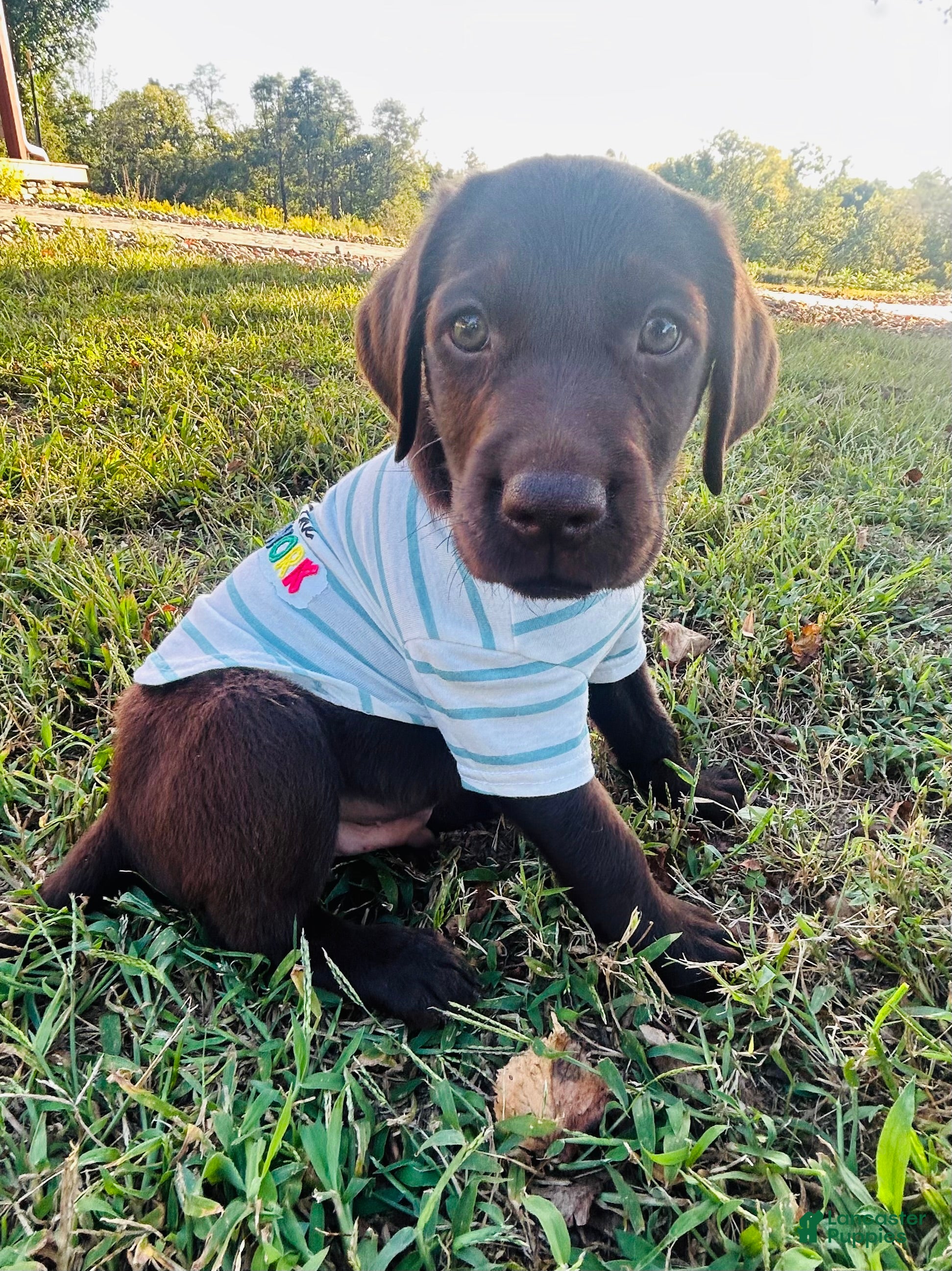 Labrador Retriever dogs Labrador Retriever star - Ad 1