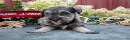 Miniature Schnauzer dogs for sale: Shorty - Ad 3