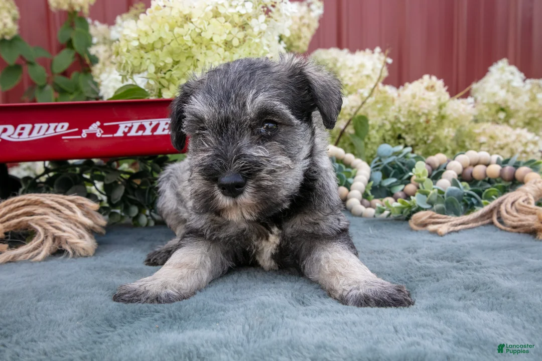 Miniature Schnauzer dogs for sale: Shorty - Ad 3