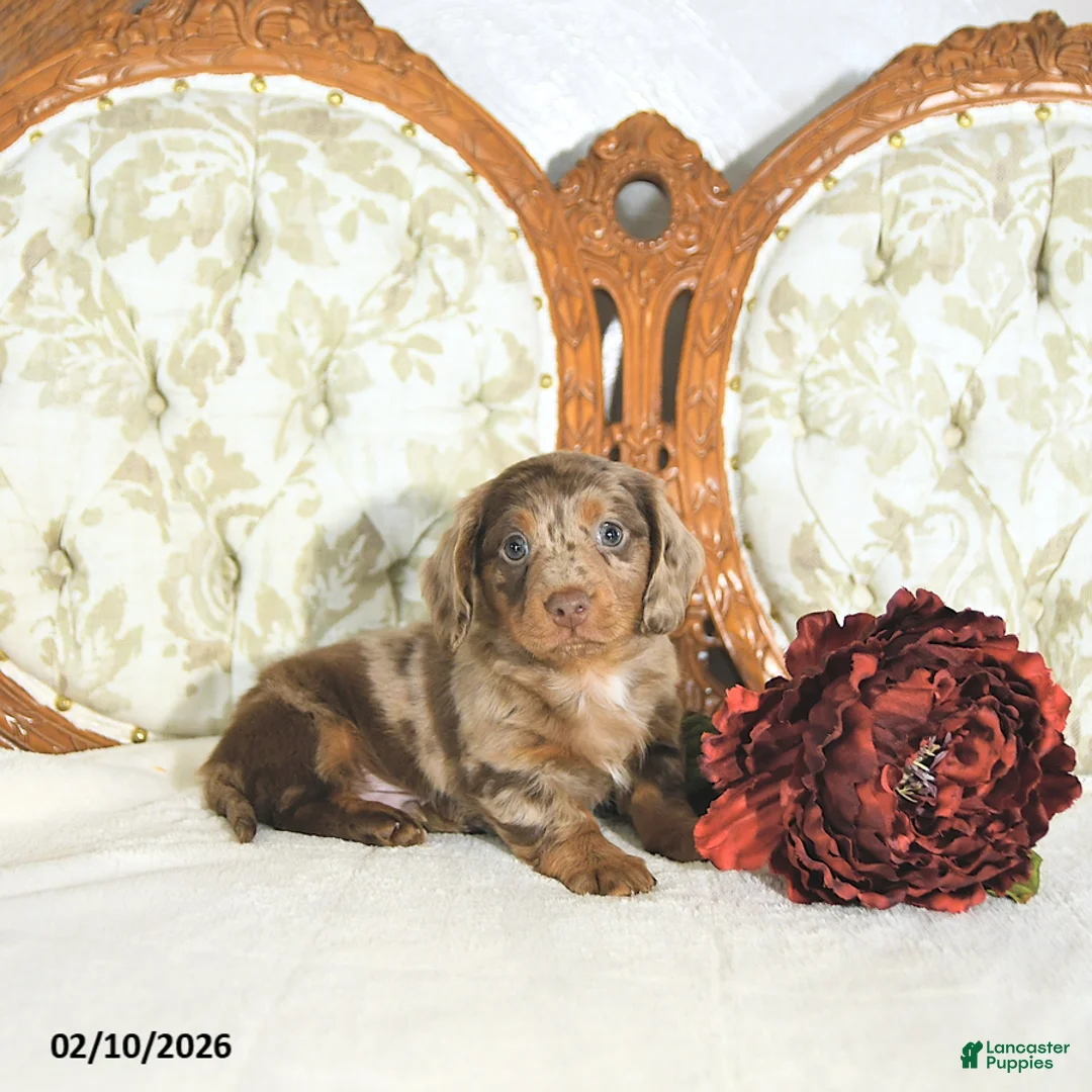 Miniature Dachshund dogs for sale: Parker - Ad 5