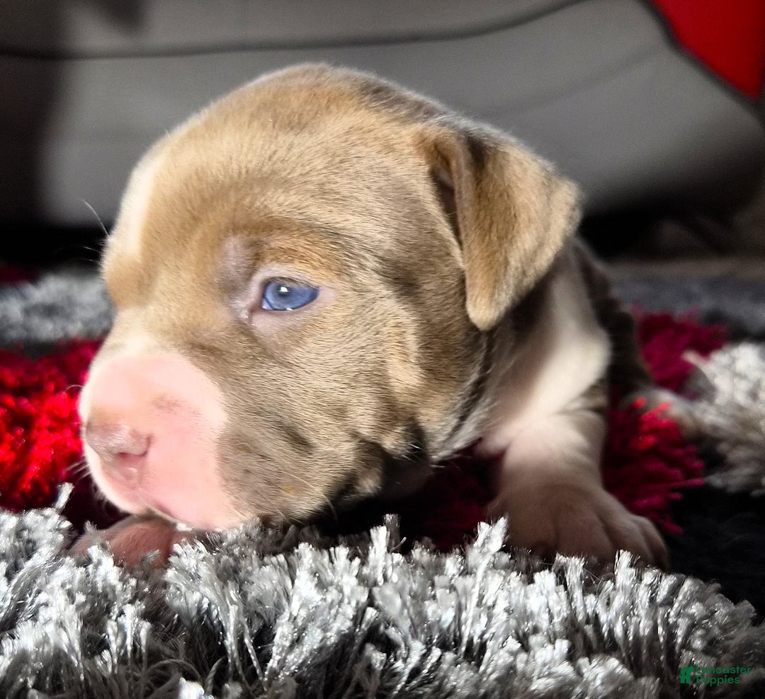 American Bully dogs for sale: "MEG THA STALLION" / LILAC MERLE GENE - Ad 2