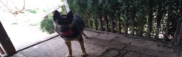 German Shepherd dogs for sale: Ragnar  - Ad 8