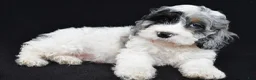 Cockapoo dogs for sale: Tyler - Ad 7