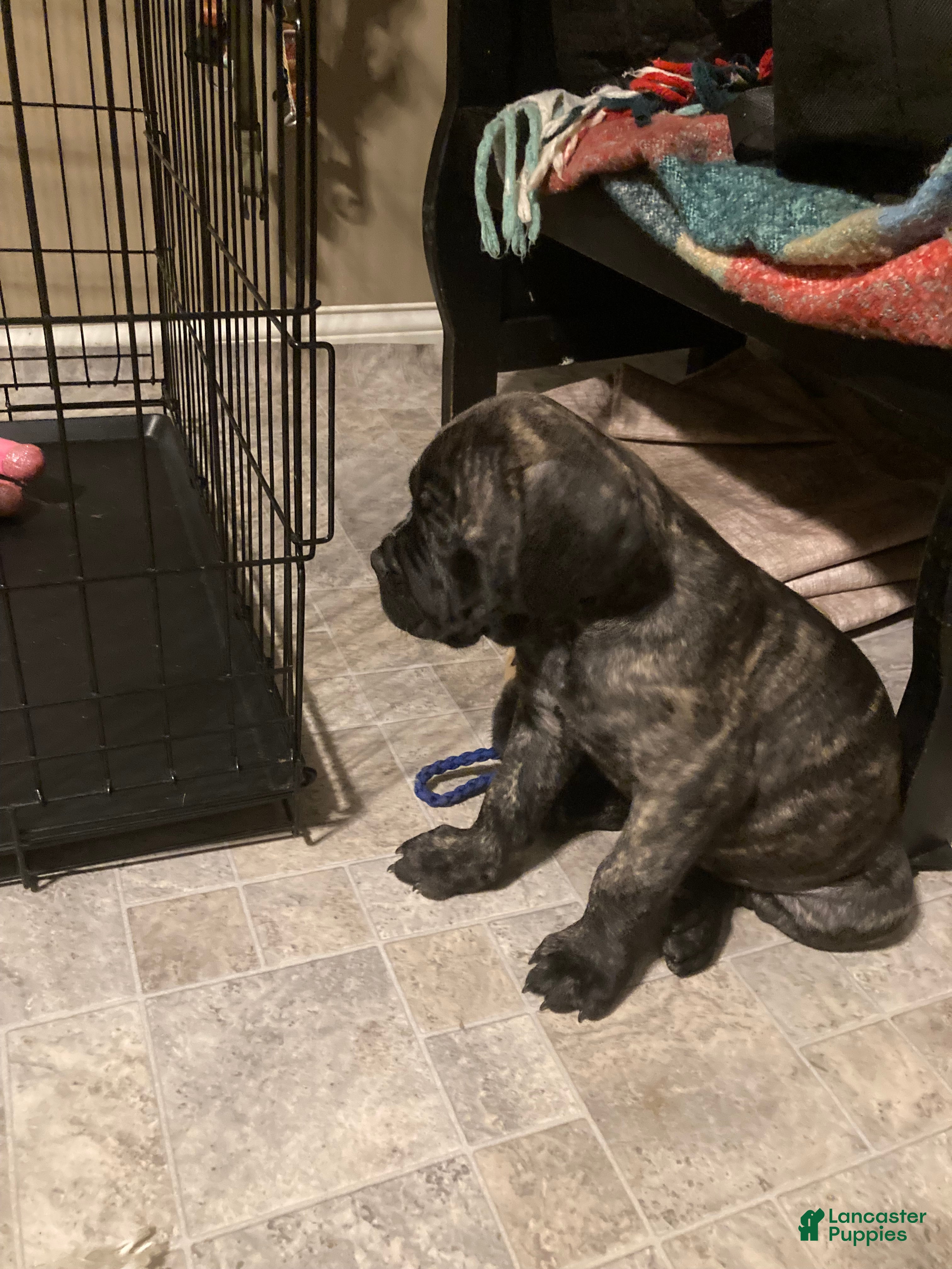 Cane Corso dogs Cane Corso 1 - Ad 1